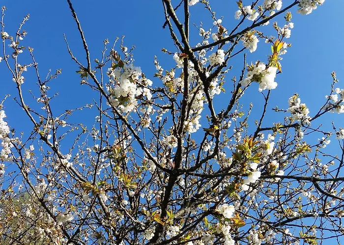 Les Cerisiers Gites *